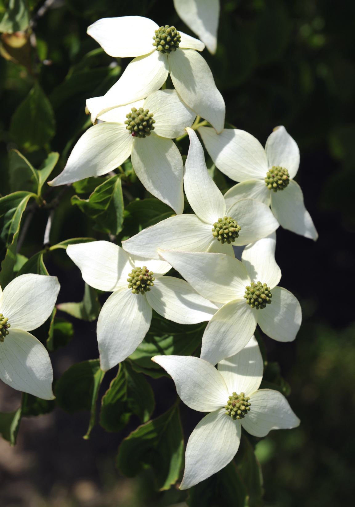 Seedeo® Asiatischer Blütenhartriegel Cornus kousa var. chinensis ca. 60 cm - 80 cm hoch