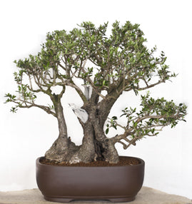 Seedeo® Ölbaum/Olive Bonsai 20 Samen