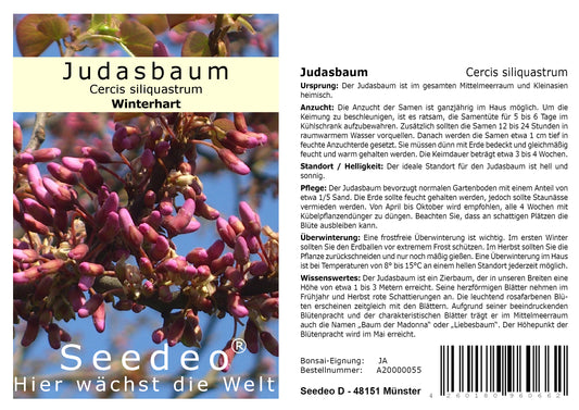 Seedeo® Judasbaum (Ceris siliquastrum) 50 Samen