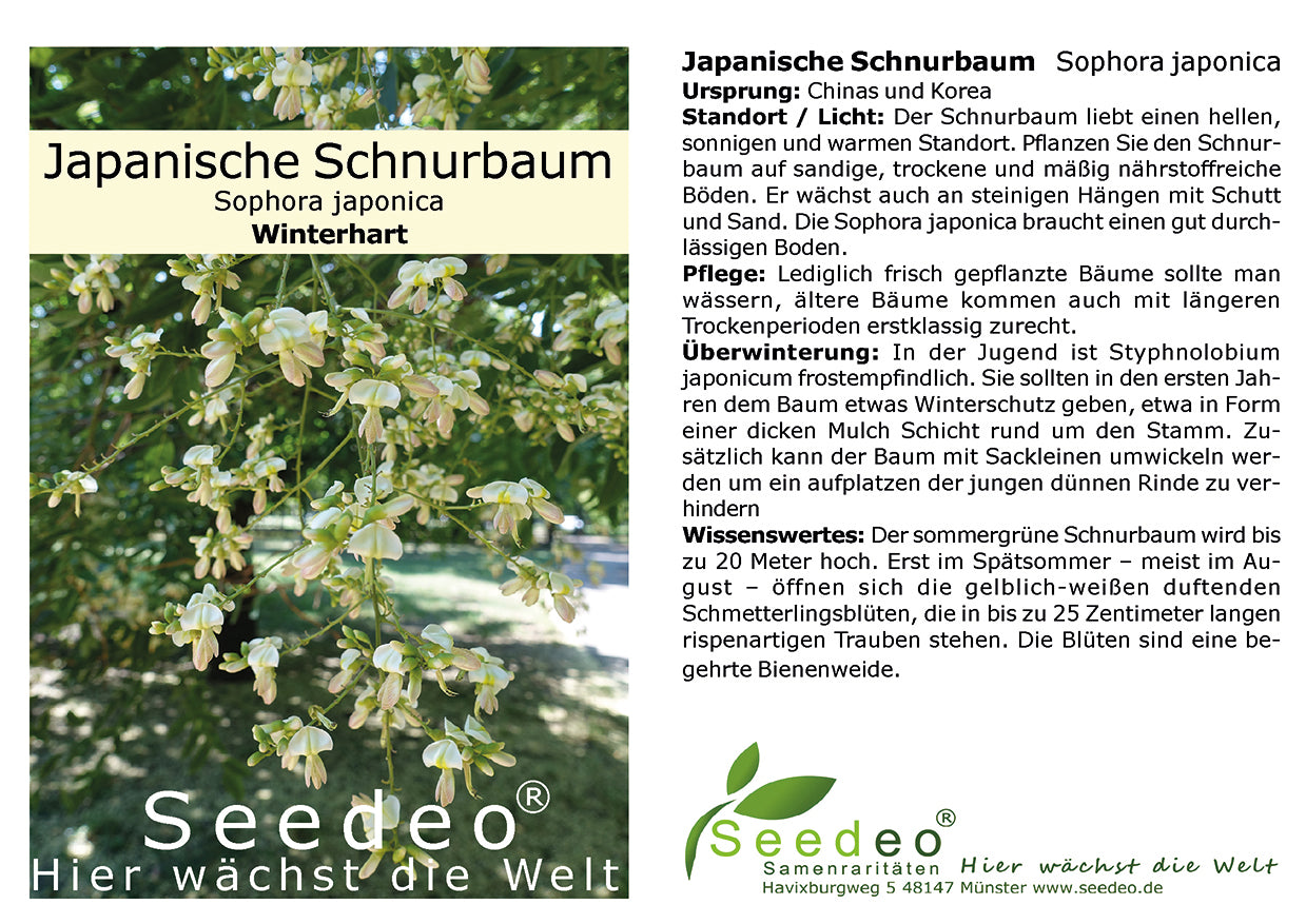 Seedeo® Japanische Schnurbaum  (Sophora japonica) ca. 50 cm