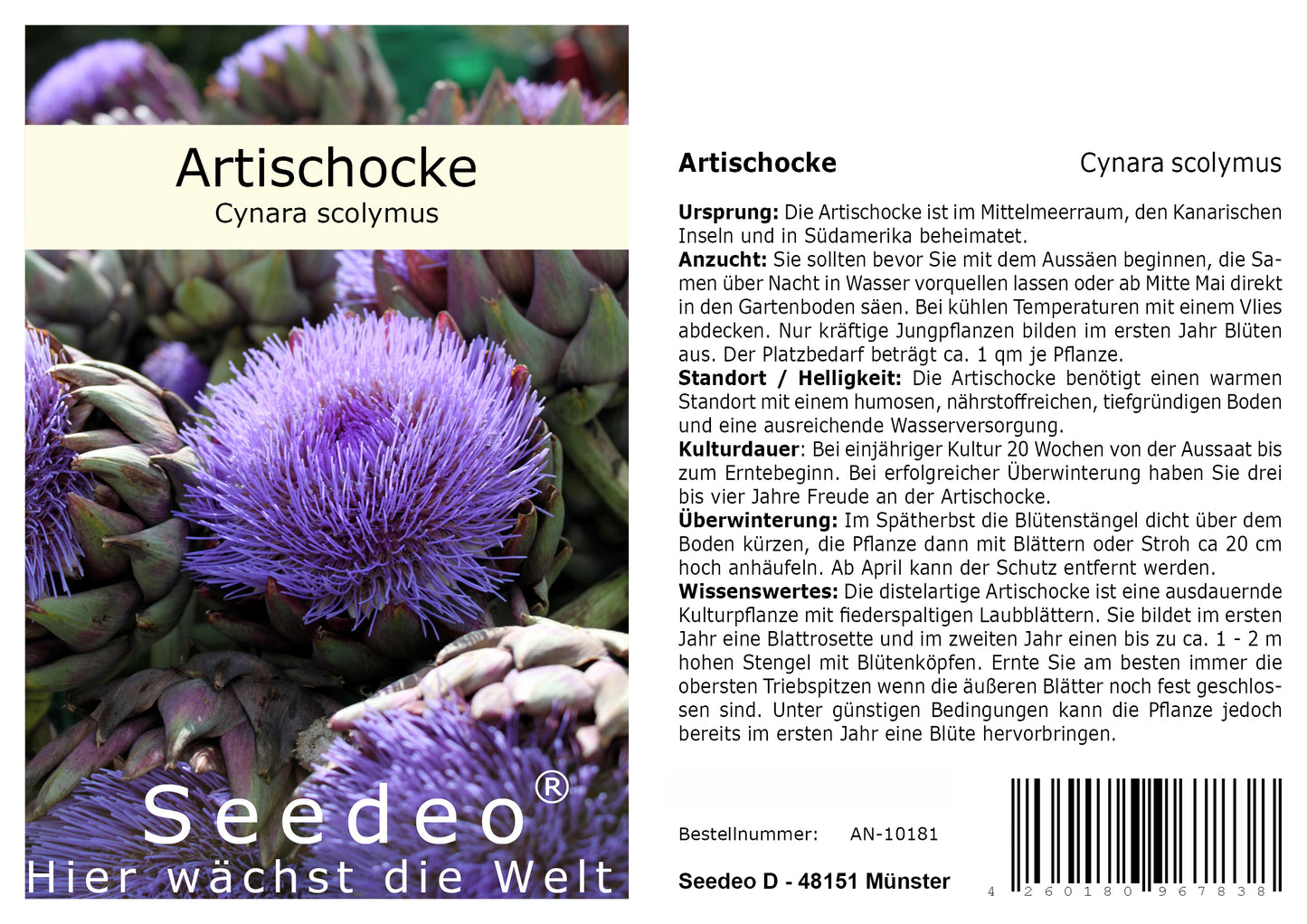 Seedeo® Artischocke (Cynara scolymus) 50  Samen