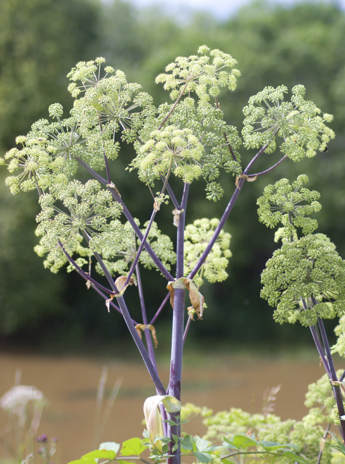 Seedeo® Echte Engelwurz (Angelica archangelica) 100 Samen