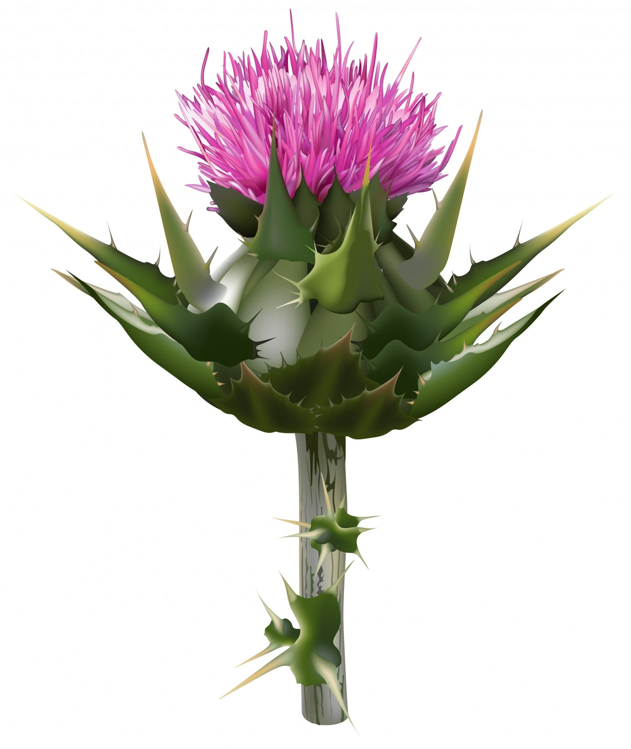 Seedeo® Mariendistel (Silybum marianum) 80 Samen