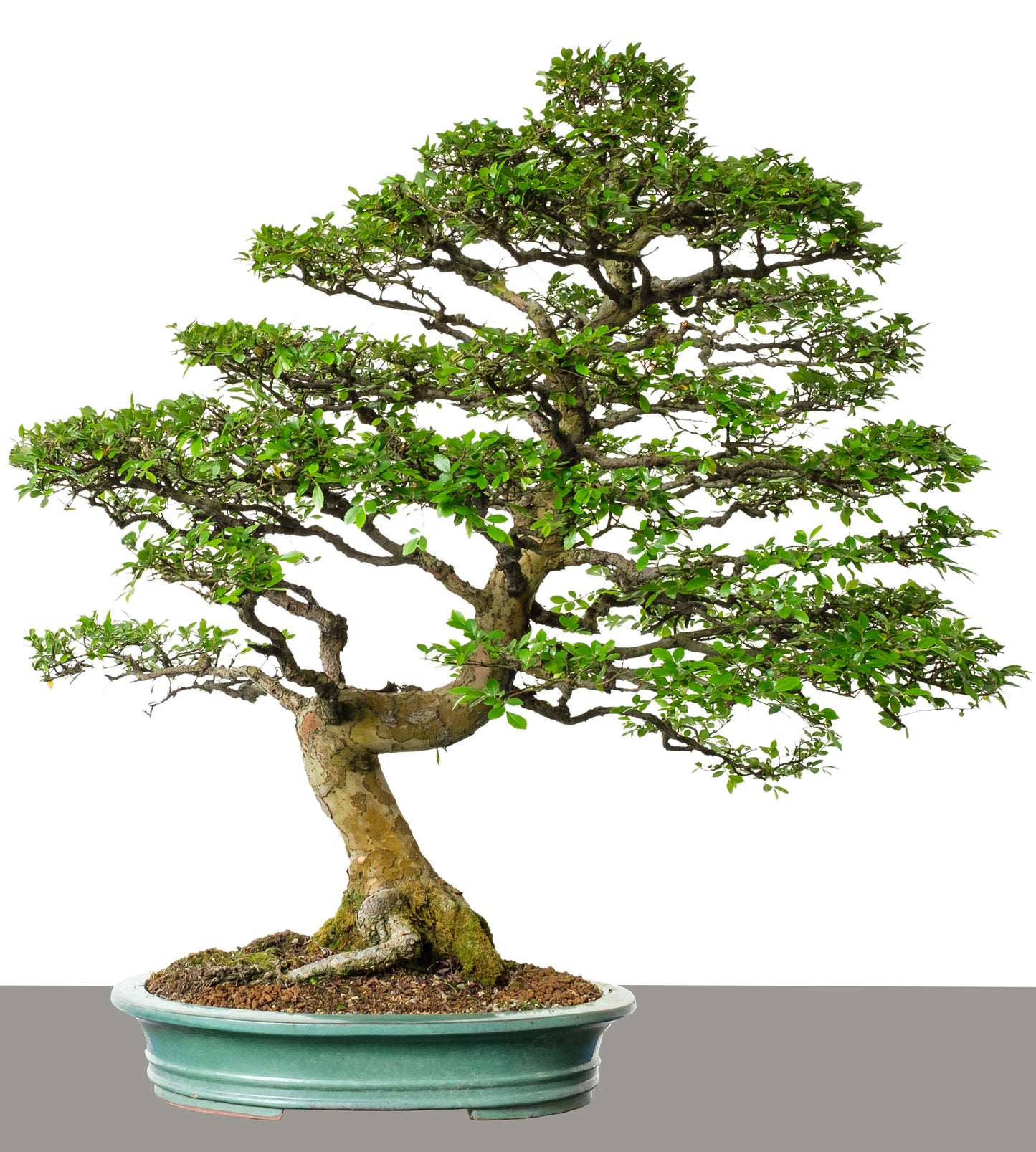 Seedeo® Chinesisches Ulme (Ulmus parvifolia) Bonsai 35 Samen