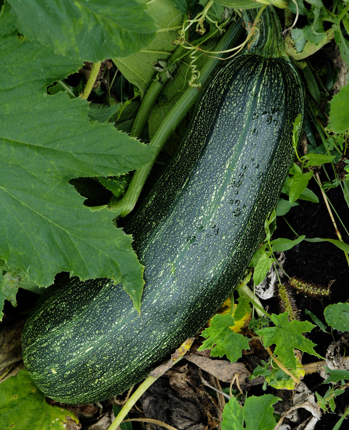 Seedeo® Zucchini Black Beauty (Cucurbita pepe) 15 Samen BIO