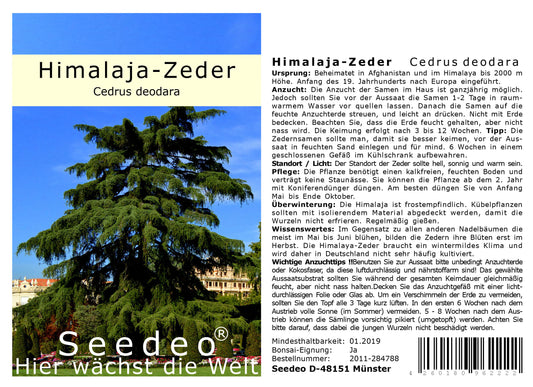 Seedeo® Himalaya Zeder (Cedrus deodara) 40 Samen