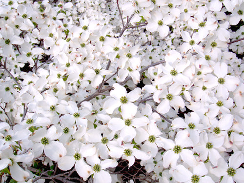 Seedeo® Asiatischer Blütenhartriegel Cornus kousa var. chinensis ca. 60 cm - 80 cm hoch