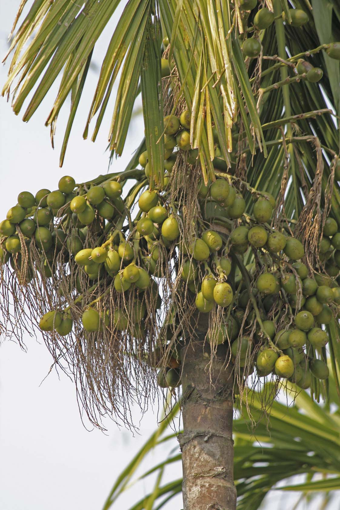 Seedeo® Betelnußpalme (Areca Catechu) 3 Samen