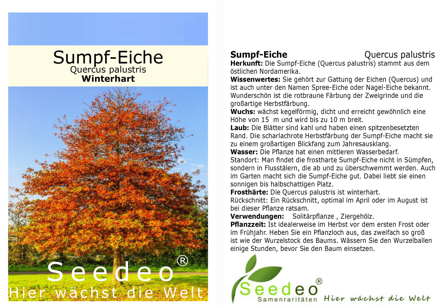 Seedeo® Sumpf-Eiche (Quercus palustris) Pflanze ca. 30 cm - 50 cm hoch