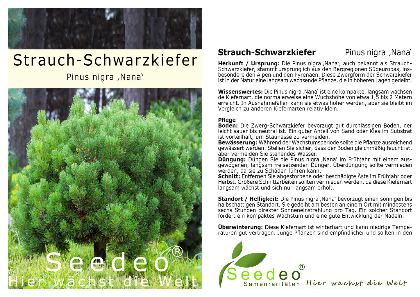 Seedeo® Zwergkiefer/Strauch-Schwarzkiefer (Pinus nigra ‚Nana‘) Pflanze ca. 25 cm