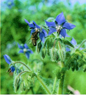 Seedeo® Borretsch (Borago officinalis) 100 Korn