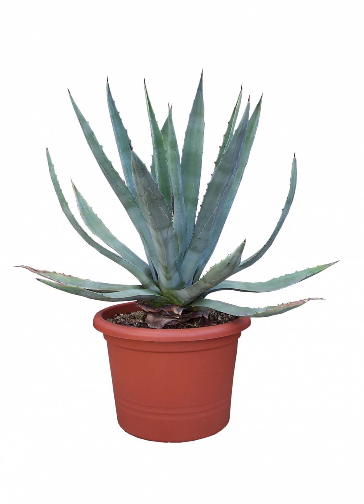 Seedeo® Agave - Agave americana 10 Samen