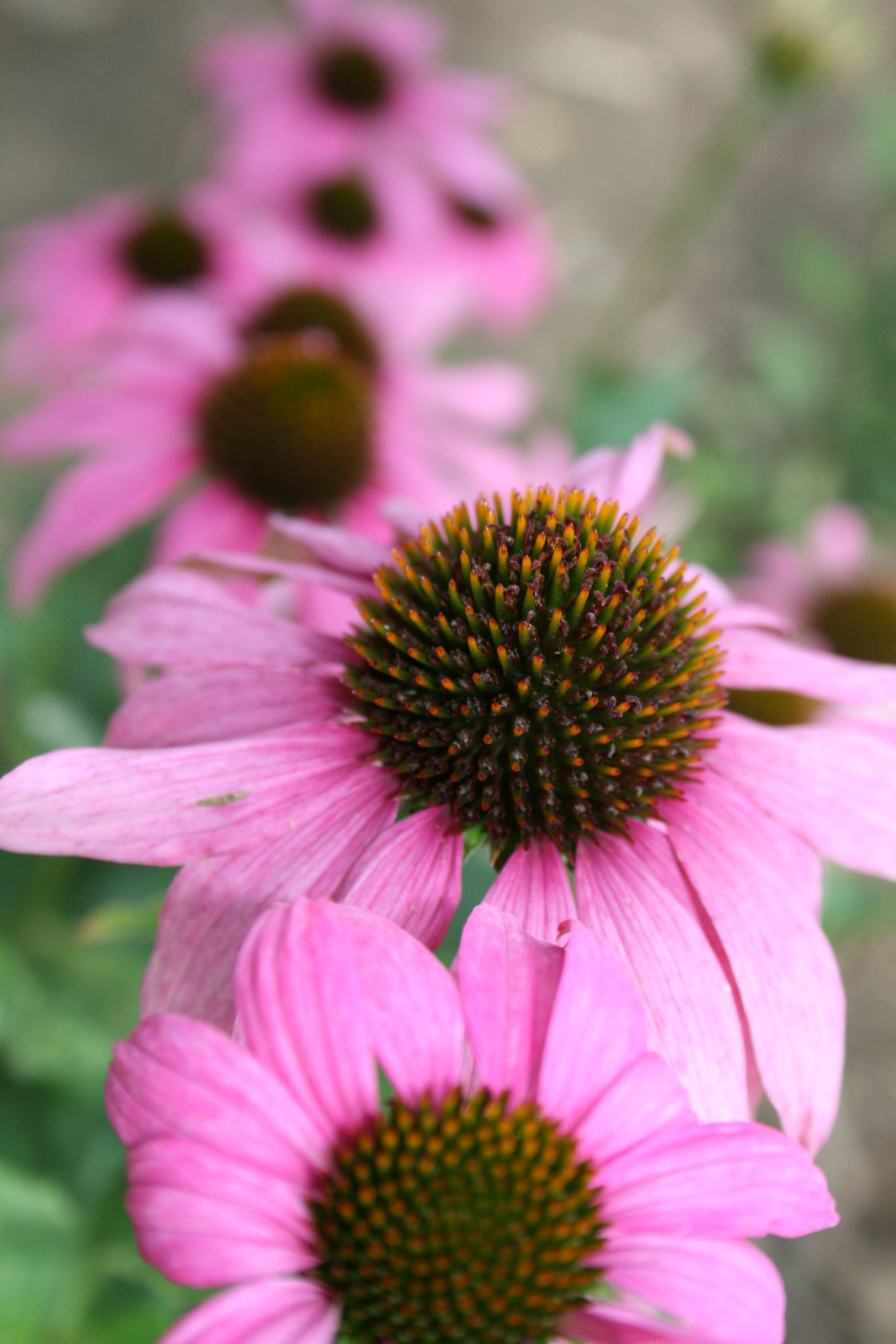 Seedeo® Roter Sonnenhut (Echinacea purpurea) 80 Samen