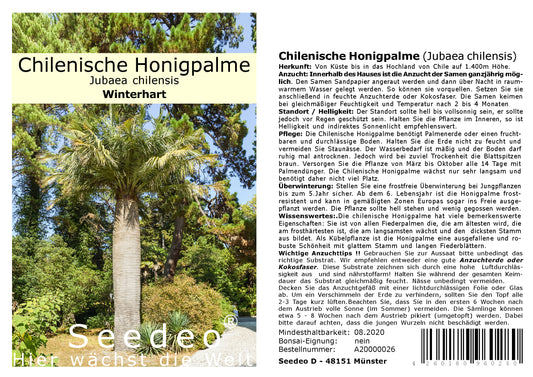 Seedeo® Chilenische Honigpalme (Jubaea chilensis) 3 Samen