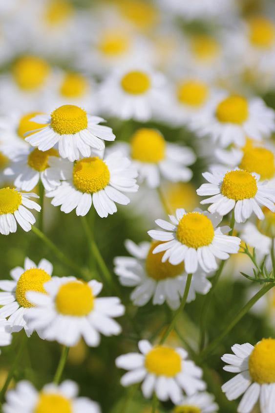 Seedeo® Römische Kamille (Anthemis nobilis) 500 Samen