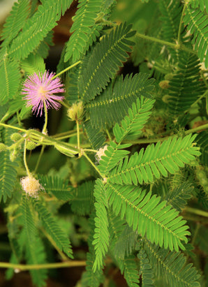 Seedeo® Echte Mimose (Mimosa pudica) 150 Samen