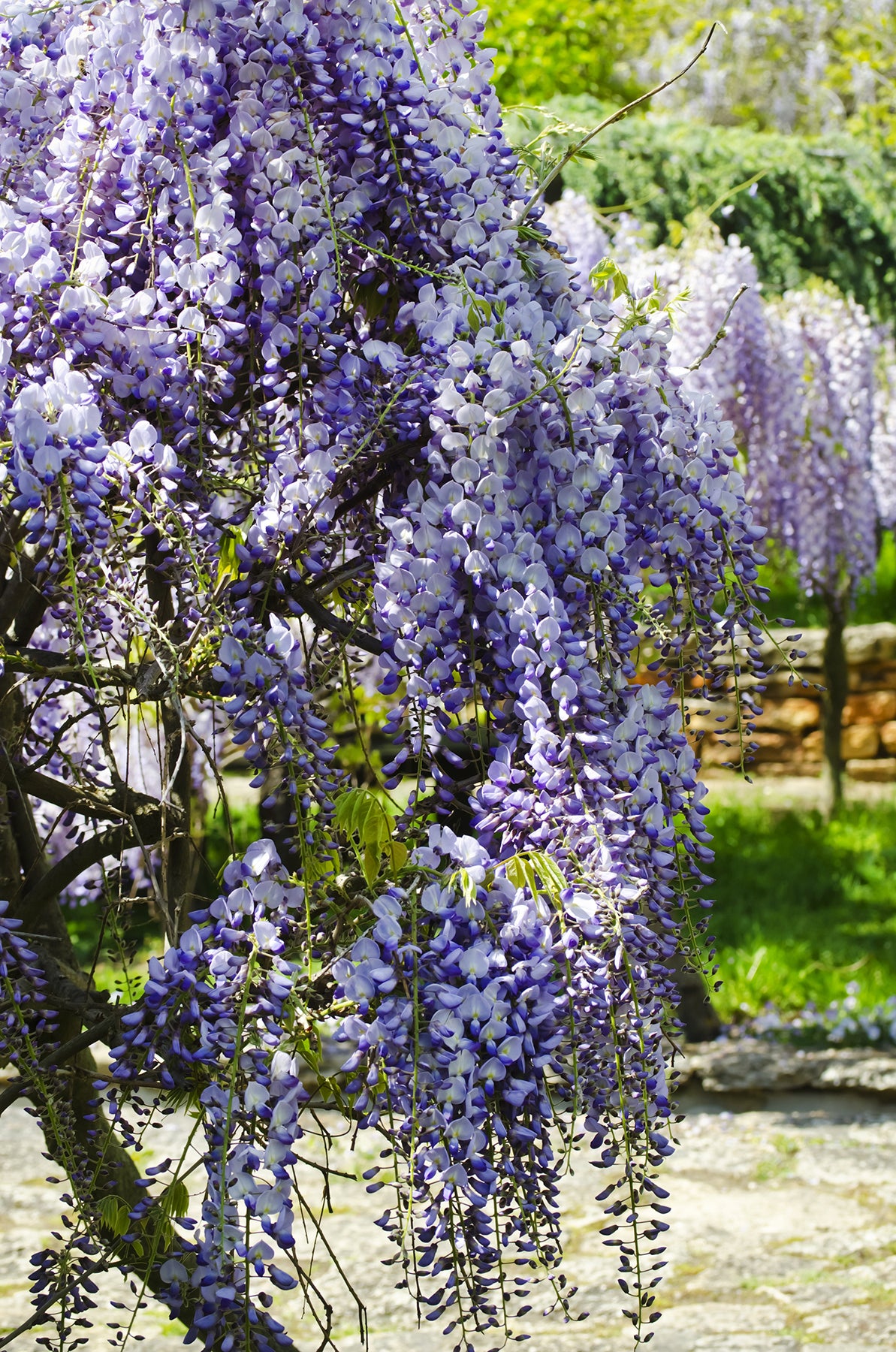 Seedeo® Blauregen (Wisteria sinensis) 8 Samen