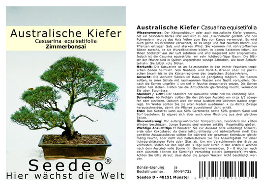 Seedeo® Australische Kiefer (Casuarina equisetifolia) Bonsai 100 Samen