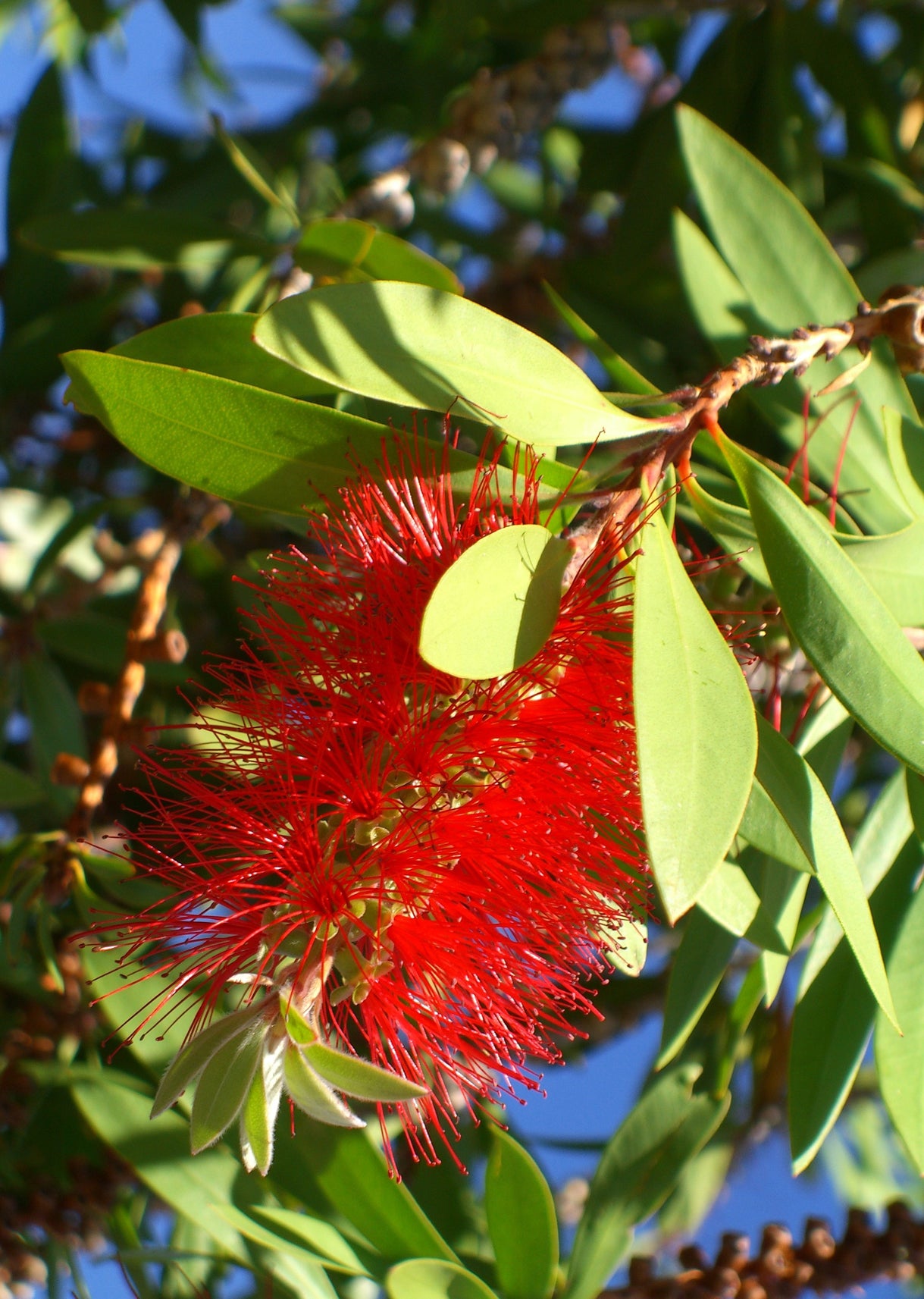 Seedeo® Australischer Lampenputzer (Callistemon citrinus) 300 Samen