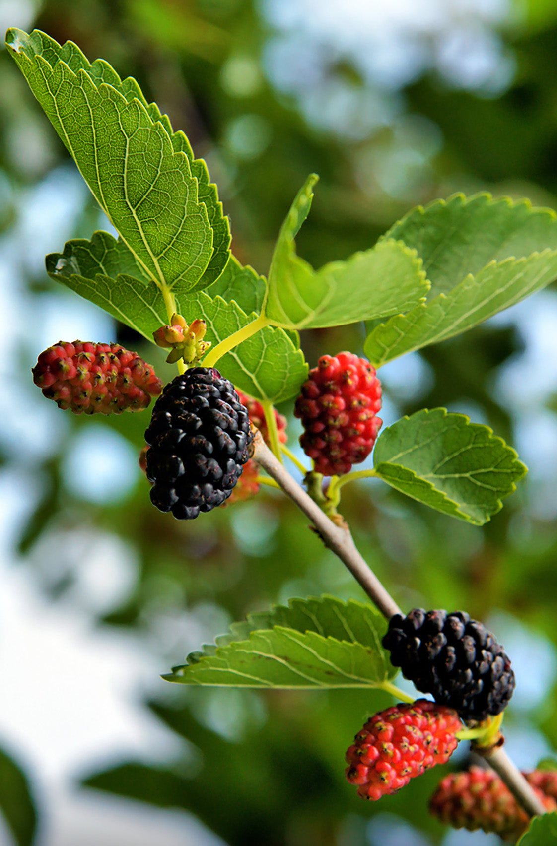 Seedeo® Schwarzer Maulbeerbaum (Morus nigra) ca. 30 cm - 40 cm