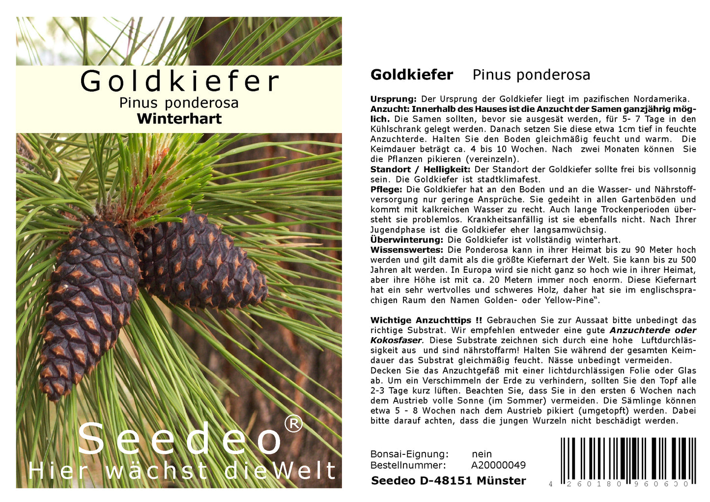 Seedeo® Goldkiefer (Pinus Ponderosa) 25 Samen