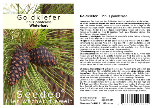 Seedeo® Goldkiefer (Pinus Ponderosa) 25 Samen