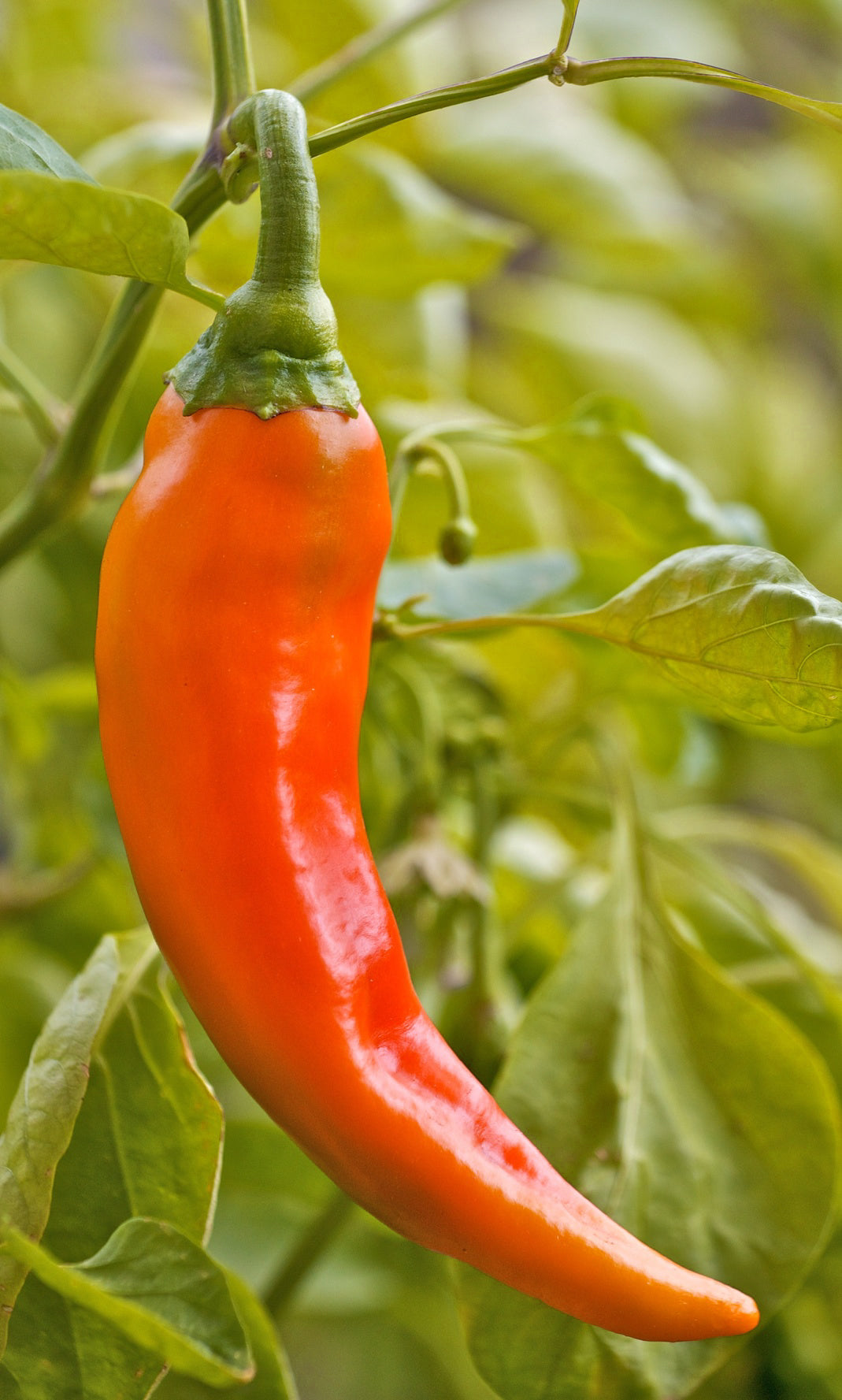 Seedeo® Paprika Antalya´ dan (Capsicum annuum) 20 Samen BIO