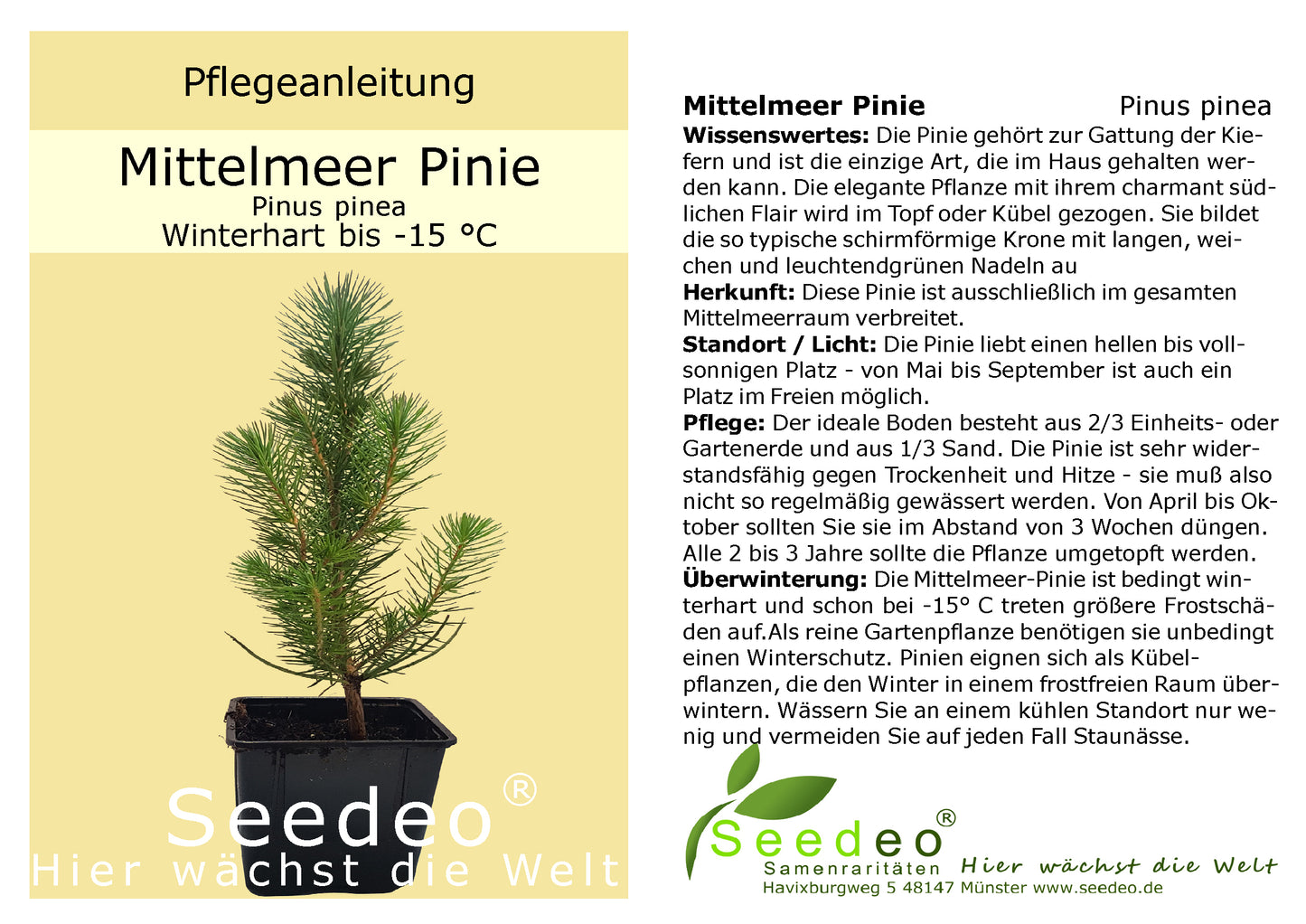 Seedeo® Mittelmeer Pinie (Pinus pinea) Pflanze 1 Jahre