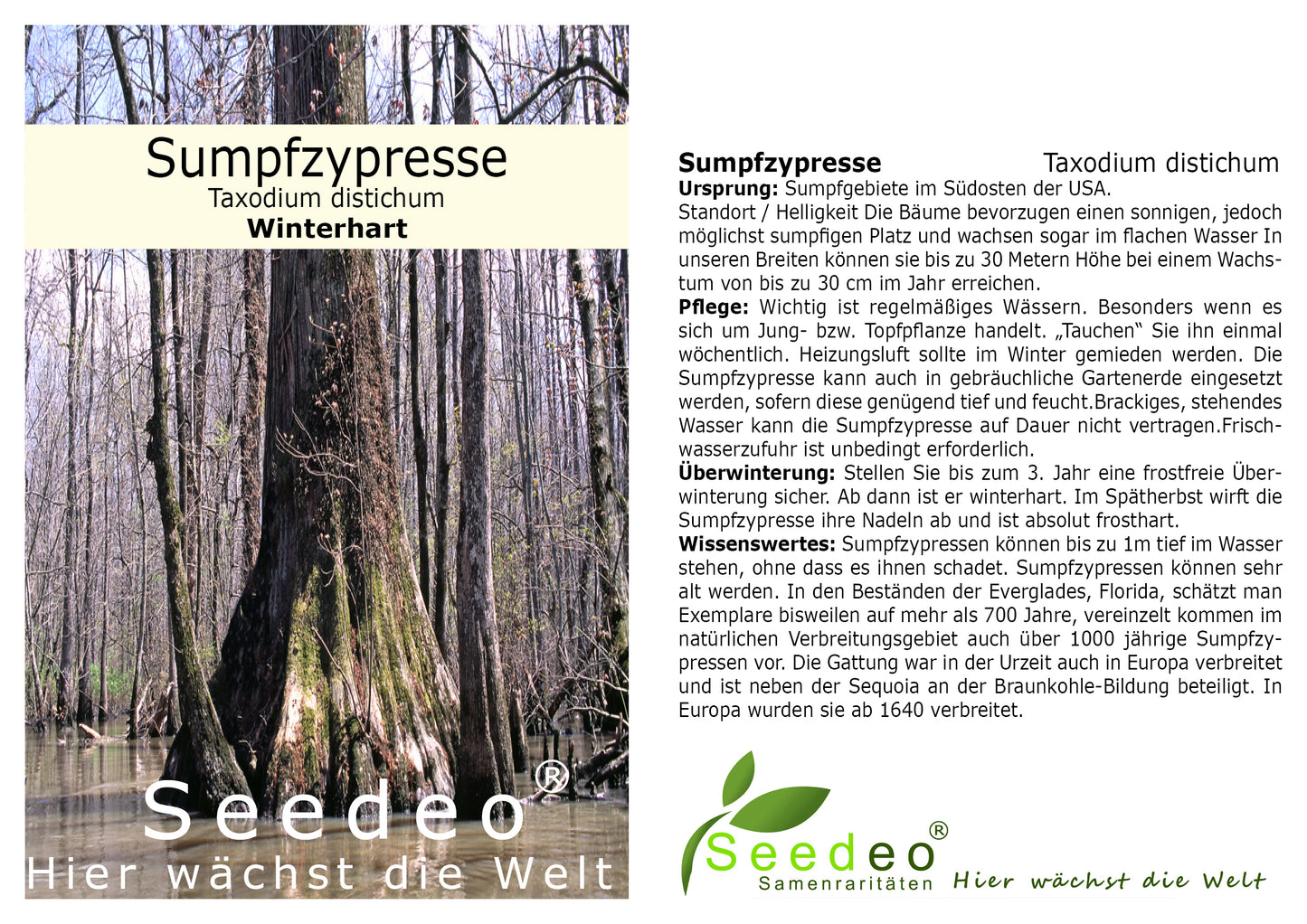 Seedeo® Sumpfzypresse  Taxodium distichum Pflanze 2,5 Jahre alt