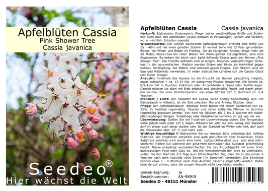 Seedeo® Apfelblüten Cassia  Pink Shower Tree (Cassia javanica) 30 Samen