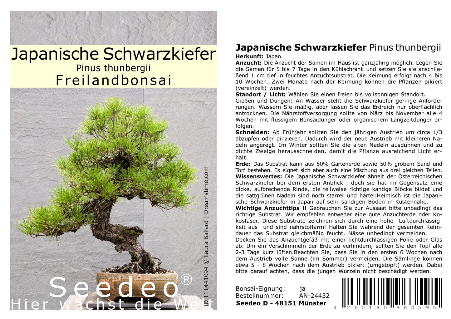 Seedeo® Japanische Schwarzkiefer (Pinus thunbergii ) Bonsai 30 Samen