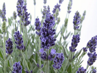 Seedeo® Lavendel  (Lavandula officinalis) 100 Samen