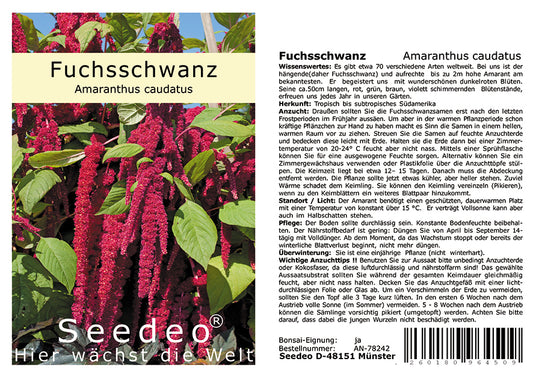 Seedeo® Fuchsschwanz (Amaranthus caudatus) 500 Samen