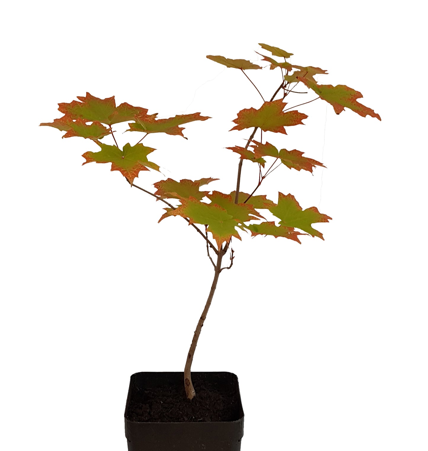 Seedeo® Zuckerahorn (Acer saccharum) Pflanze ca. 30 cm - 50 cm hoch