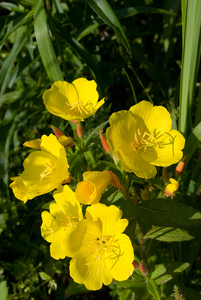 Seedeo® Nachtkerze (Oenothera biennis) 200 Samen