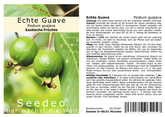 Seedeo® Echte Guave ( Psidium guajava) 100 Samen