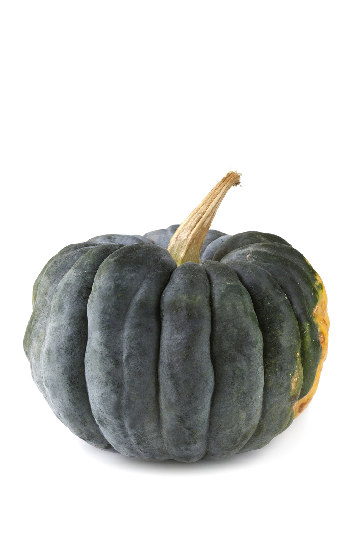 Seedeo® Kürbis Futsu Black (Cucurbita moschata) 10 Samen BIO