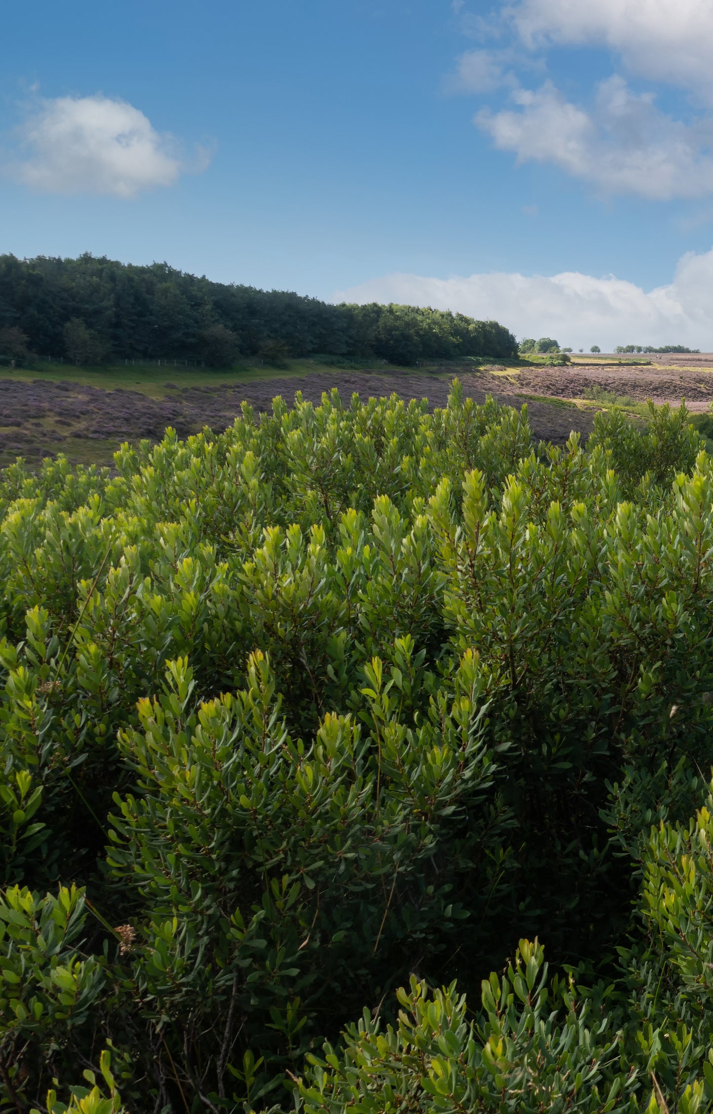 Seedeo® Gagelstrauch (Myrica gale) ca. 20 cm