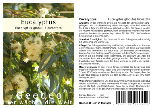 Seedeo® Eucalyptus (Eucalyptus globulus bicostata) 200 Samen