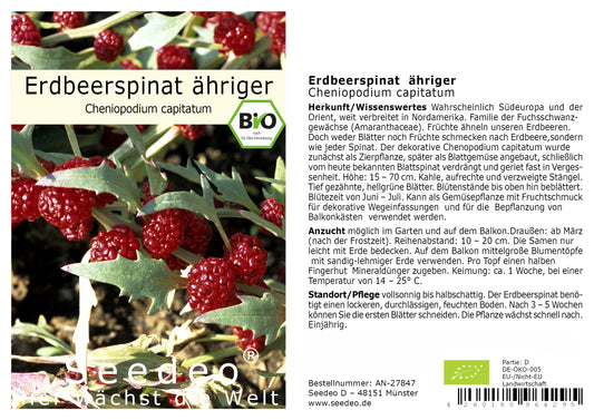 Seedeo® Erdbeerspinat, ähriger  (Cheniopodium capitatum)  300 Samen BIO