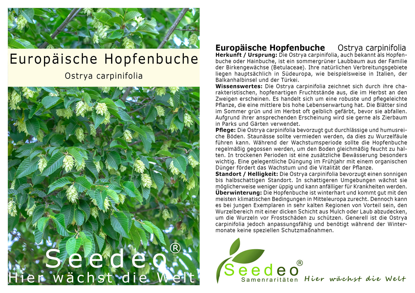 Seedeo® Europäische Hopfenbuche (Ostrya carpinifolia) ca. 30-40 cm