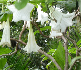 Seedeo® Engelstrompete weiß-hängend - Brugmansia suaveolens 10 Samen