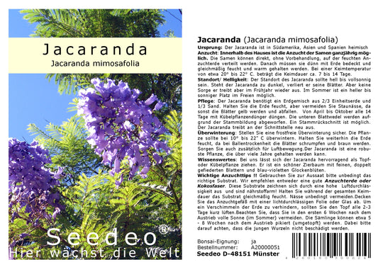 Seedeo® Jacaranda (Jacaranda mimosafolia) 50 Samen