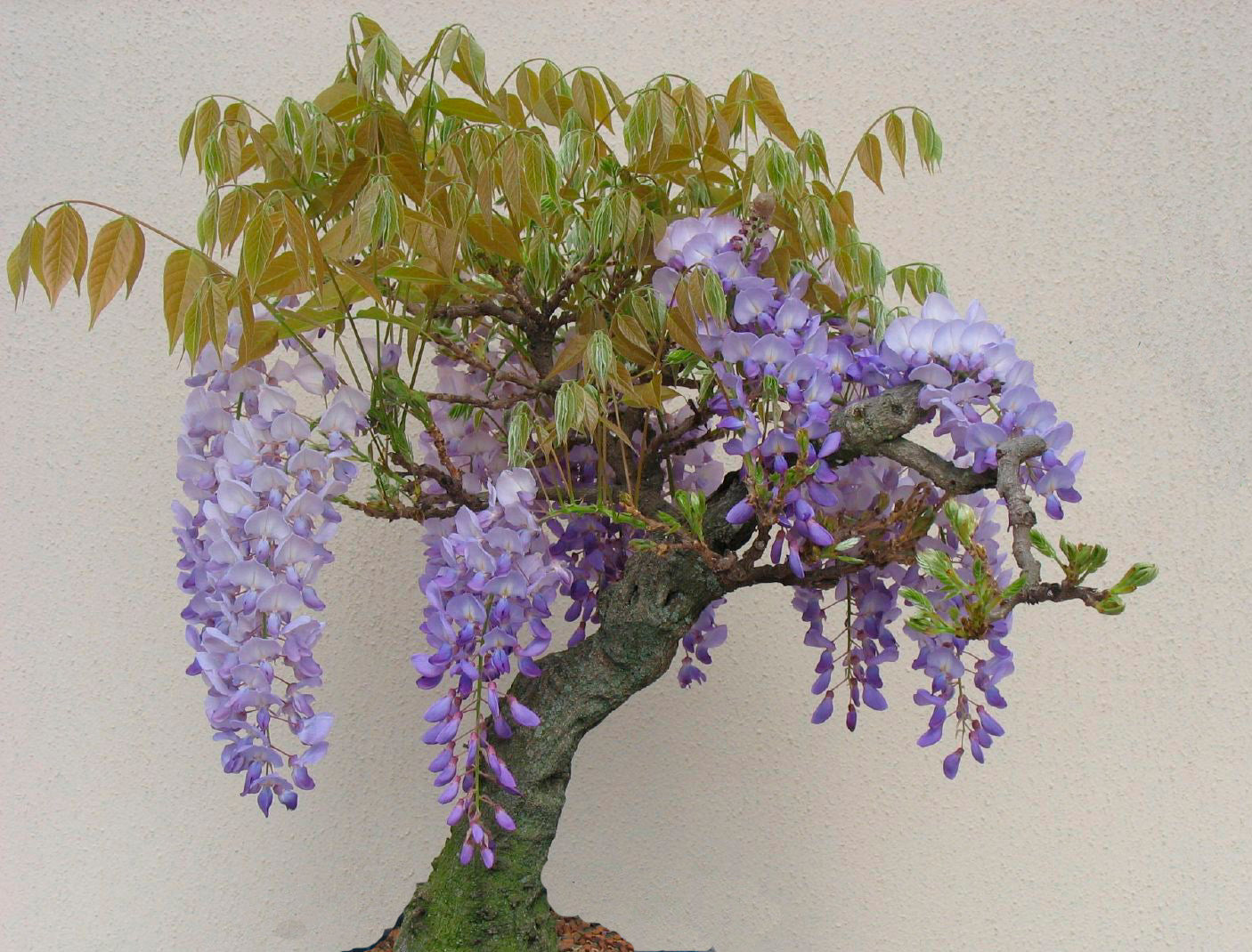 Seedeo® Blauregen (Wisteria sinensis) 8 Samen