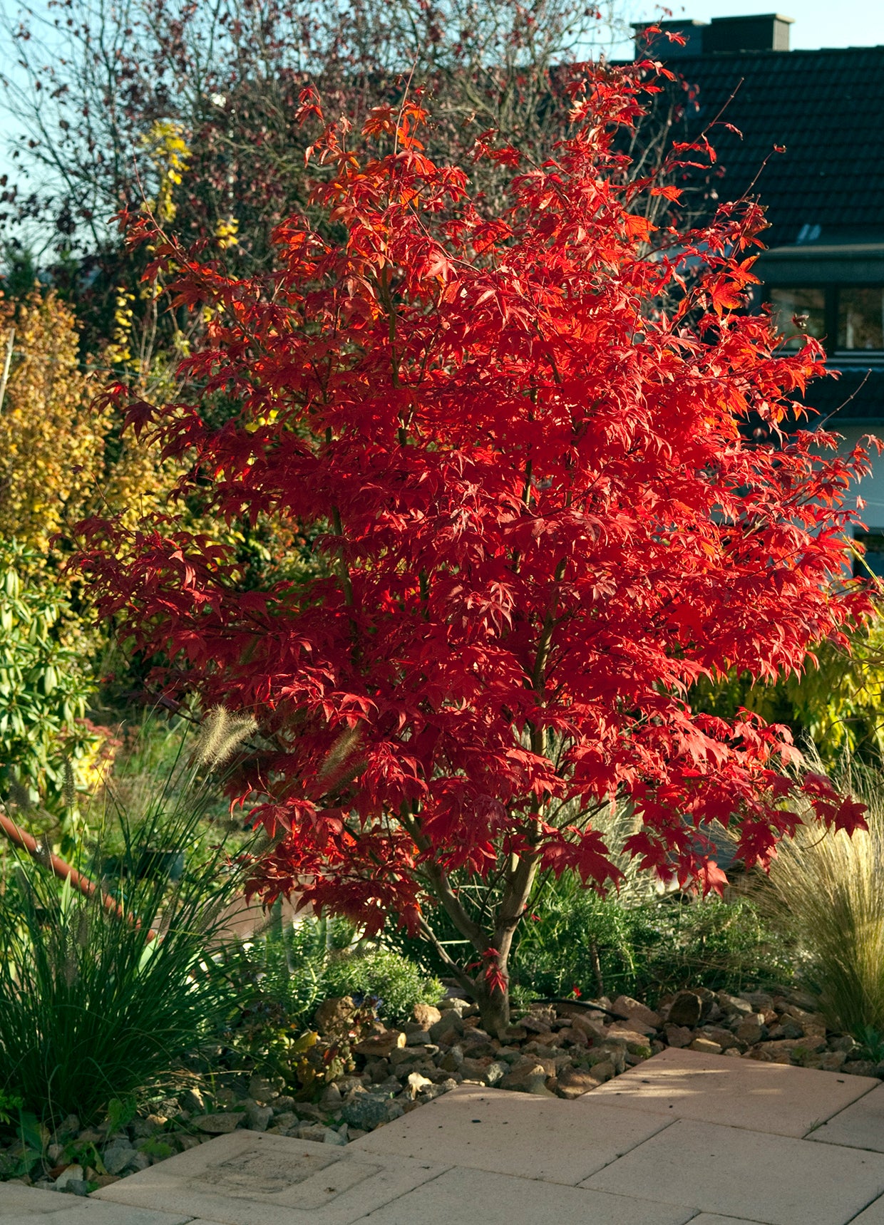 Seedeo® Roter Fächerahorn  (Acer palmatum atropurpureum) ca. 40 cm - 50 cm hoch