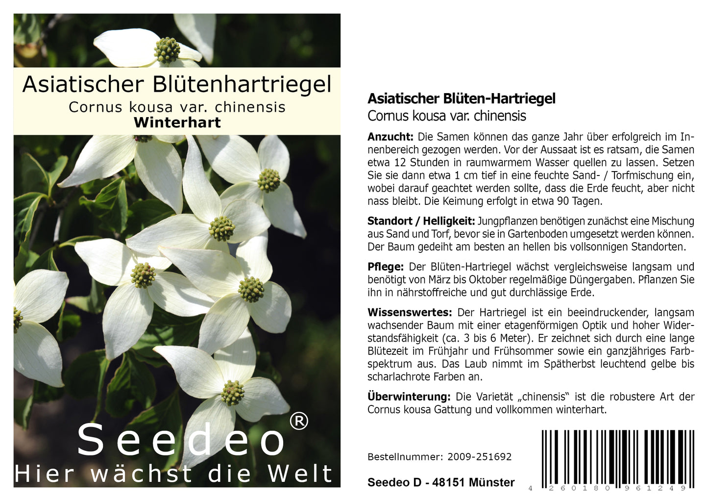 Seedeo® Asiatischer Blüten-Hartriegel (Cornus kousa var. chinensis) 30 Samen