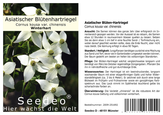 Seedeo® Asiatischer Blüten-Hartriegel (Cornus kousa var. chinensis) 30 Samen