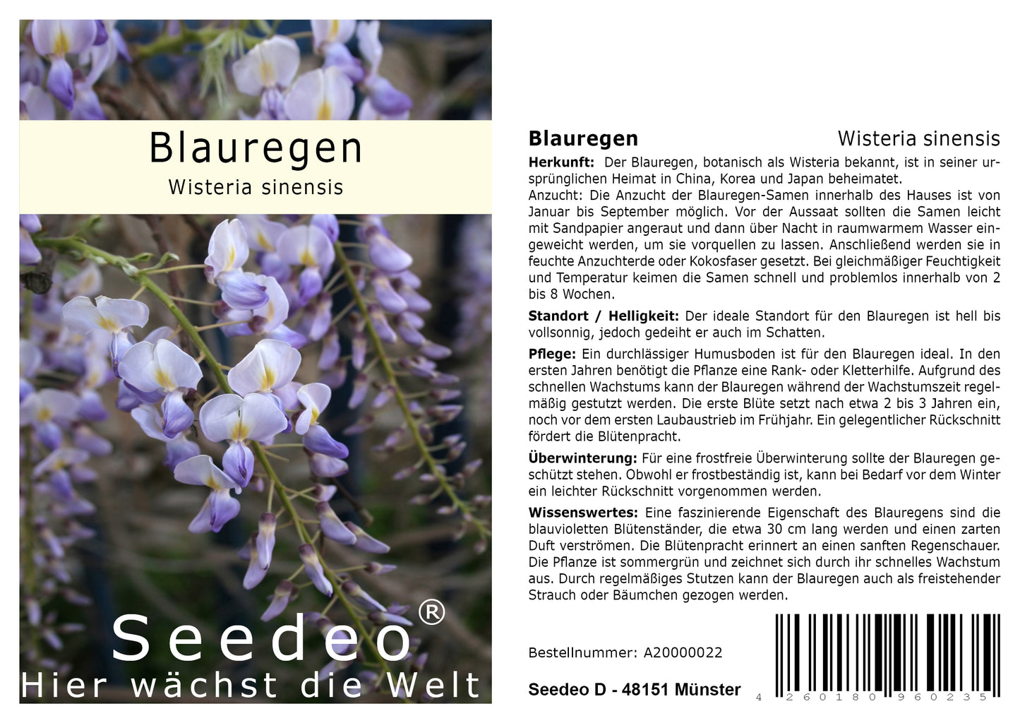 Seedeo® Blauregen (Wisteria sinensis) 8 Samen