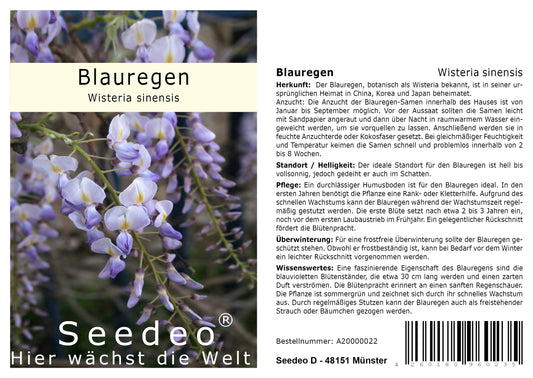 Seedeo® Blauregen (Wisteria sinensis) 8 Samen