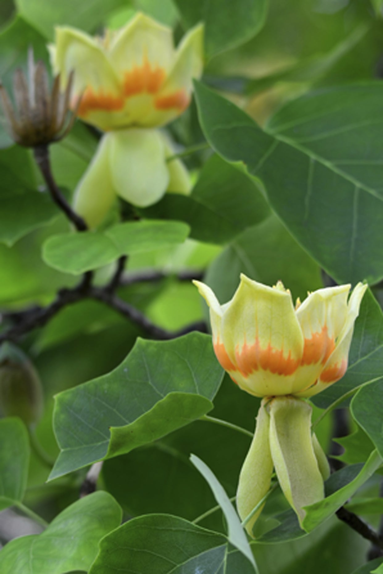 Seedeo® Tulpenbaum Liriodendron tulipifera Pflanze 2,5 Jahre alt